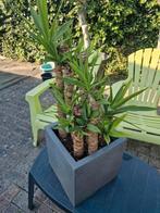 Yucca met 7 stammen in pot. Totale hoogte rond 1m., Tuin en Terras, Ophalen, In pot