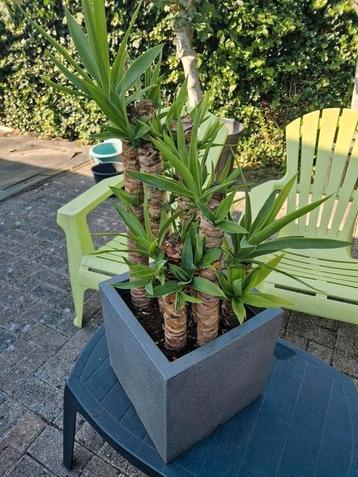 Yucca met 7 stammen in pot. Totale hoogte rond 1m. beschikbaar voor biedingen