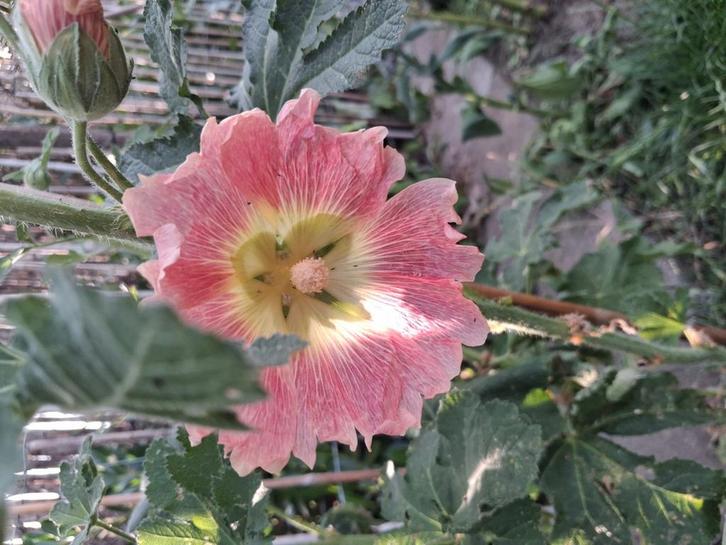 Biologische Stokroos Peach Zaden, Tuin en Terras, Bloembollen en Zaden, Ophalen of Verzenden
