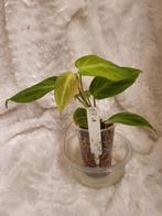 Philodendron Fuzzy Petiole stekken, Huis en Inrichting, Kamerplanten, Ophalen, Overige soorten, Halfschaduw, Minder dan 100 cm