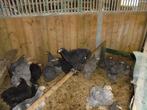 Trio Cochin groothoender, Dieren en Toebehoren, Meerdere dieren, Kip