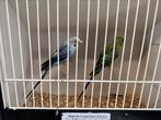 Blackwing graspakieten kuif/hago, Dieren en Toebehoren