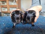 Cavia's zwart tan en Goud RO, Janvier, Cobaye, Domestique