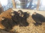 cochin kuikens, Dieren en Toebehoren, Kip