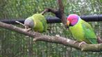 Pruimkoppen, Dieren en Toebehoren, Meerdere dieren, Parkiet