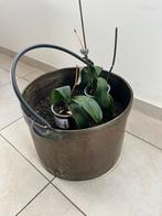 Antieke koperen ketel diameter 43cm/Hoogte 31cm, Ophalen, Zo goed als nieuw