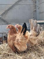 Chabo hennetjes, Dieren en Toebehoren, Vrouwelijk, Kip
