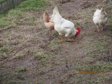 haan kruising met leghorn  beschikbaar voor biedingen