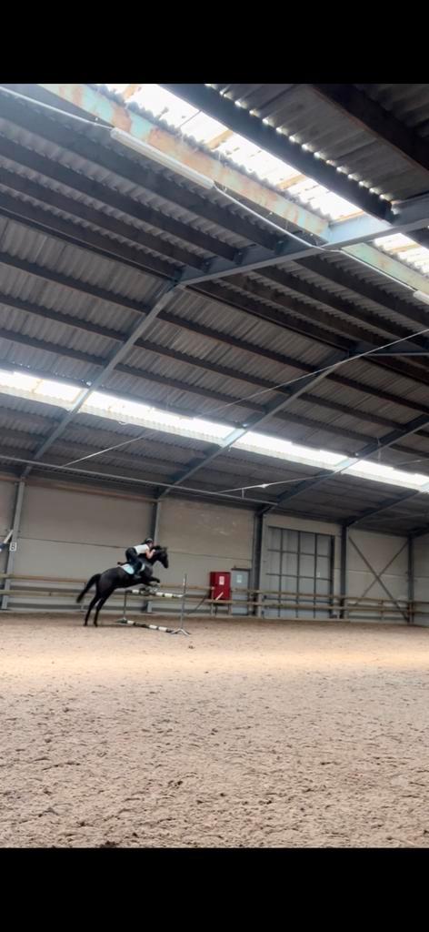 Paard te koop, Animaux & Accessoires, Chevaux & Poneys | Produits de soin, Comme neuf, Enlèvement