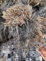 Plantes vivaces d'hiver (herbe à polir) - environ 65 mottes, Jardin & Terrasse, Enlèvement