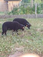 Quessant bokken, Dieren en Toebehoren, Schapen, Geiten en Varkens