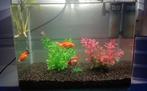 Aqaurium, Ophalen, Nieuw, Grind, Zand of Voedingsbodem