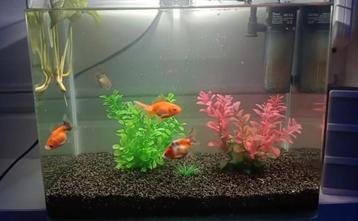 Aqaurium beschikbaar voor biedingen