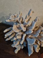 kleine en grote koraal, Verzamelen, Ophalen