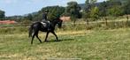 Knappel 4-jarige zwarte parel, Dieren en Toebehoren, Paarden, Ruin