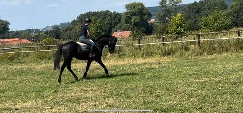 Knappel 4-jarige zwarte parel, Dieren en Toebehoren, Paarden, Ruin
