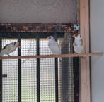 Putters 2025, Dieren en Toebehoren, Vogels | Overige Vogels