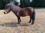 Shetland ponny zoekt een nieuw thuis!, Dieren en Toebehoren, Pony's, Hengst