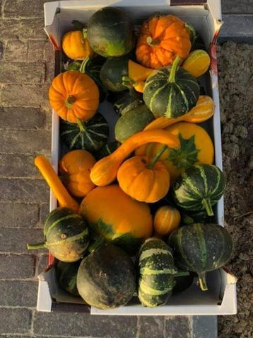 sierfruit/sierpompoenen beschikbaar voor biedingen