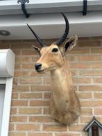 Taxidermie rietbok, Enlèvement