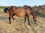 Kweekmerrie, Dieren en Toebehoren, Paarden, Merrie