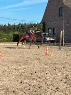 Recreatie paard te koop, Dieren en Toebehoren, Ruin
