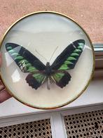 Beau papillon de Malaisie dans un cadre rond convexe, Collections, Collections Animaux, Comme neuf, Enlèvement ou Envoi