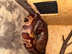 Python brongersmai bangka, Dieren en Toebehoren, Slang, 7 tot 10 jaar