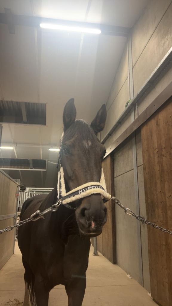 Prachtige merrie te koop, Dieren en Toebehoren, Paarden, Merrie, Zadelmak, 170 tot 175 cm, 7 tot 10 jaar, Dressuurpaard, Met stamboom