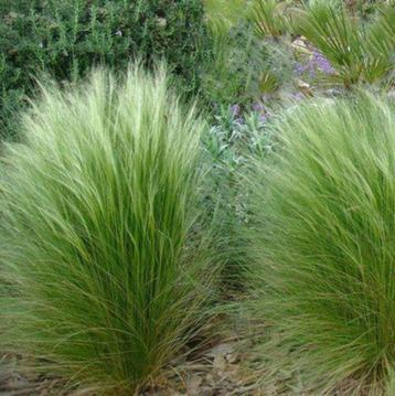 Sedum en Stipa