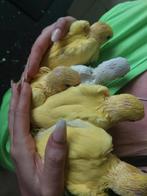 Perruches à collier à élever à la main, Animaux & Accessoires, Oiseaux | Perruches & Perroquets, Bagué
