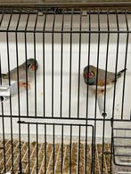 Kweekkoppel bleekrug grijs zebravinken, Dieren en Toebehoren, Meerdere dieren, Tropenvogel, Geringd