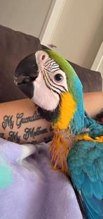 Tamme blauw gele baby ara, Dieren en Toebehoren, Vogels | Parkieten en Papegaaien