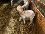 Papfles lam, Animaux & Accessoires, Moutons, Chèvres & Cochons
