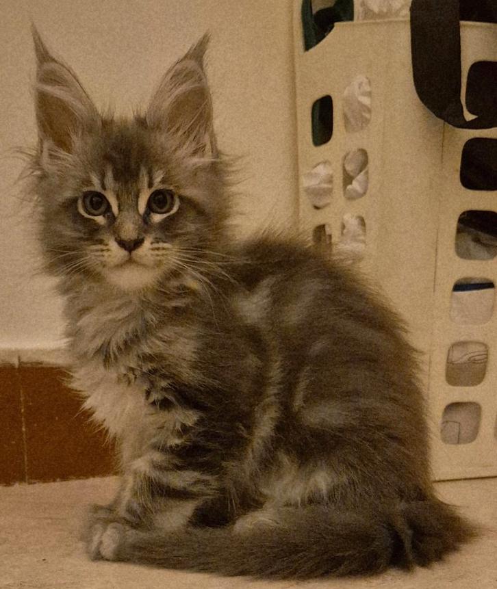 Chaton maine coon née à Bruxelles, Dieren en Toebehoren, Katten en Kittens | Raskatten | Langhaar, Kater, 0 tot 2 jaar, Met stamboom