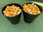 Golfballen, Sport en Fitness, Golf, Ophalen of Verzenden, Gebruikt, Bal(len), Overige merken