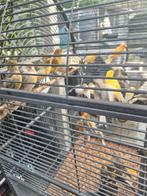 Canaris et oiseaux de riz, Animaux & Accessoires, Oiseaux | Canaris