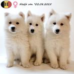 Samojeed - Belgische pups te koop, Dieren en Toebehoren, België, CDV (hondenziekte), 8 tot 15 weken, Meerdere