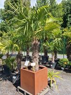 Winterharde palmboom in cortenstaal pot, Ophalen, Halfschaduw, Palmboom