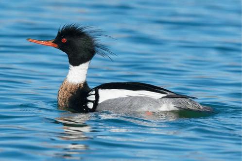 Siereenden - Middelste zaagbekken (Red-breasted Merganser), Dieren en Toebehoren, Pluimvee, Eend, Meerdere dieren