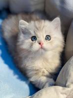 Brits korthaar Bleu eyes & Odd eyes, Dieren en Toebehoren, Katten en Kittens | Raskatten | Korthaar, Meerdere dieren, Gechipt