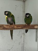 Kweekpaar geelnek ara, Dieren en Toebehoren, Meerdere dieren, Papegaai, Geringd