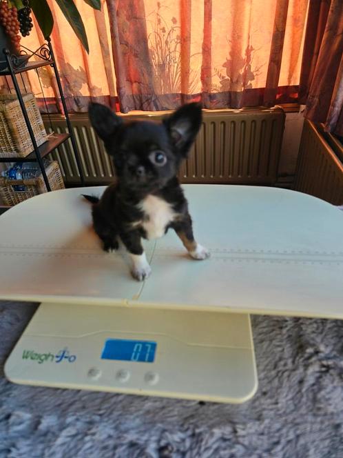 Zwart met wit klein langhaar teefje, Dieren en Toebehoren, Honden | Chihuahua's en Gezelschapshonden, Teef, Chihuahua, Fokker | Professioneel