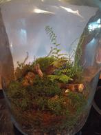 mini terrarium, Vaste plant, Bloeit niet, Volledige schaduw, Ophalen