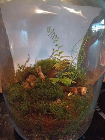 mini terrarium beschikbaar voor biedingen