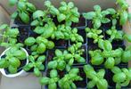 Vers Bio Bazilikum en koriander, Tuin en Terras, Ophalen
