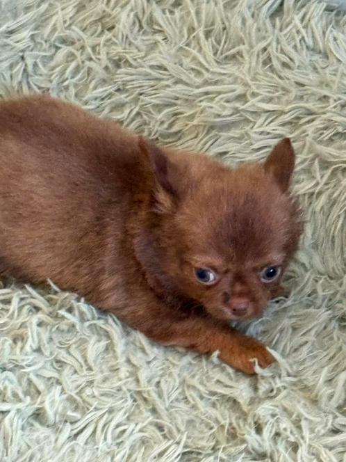 Zeer mooie pupys, Dieren en Toebehoren, Honden | Chihuahua's en Gezelschapshonden, Geslacht onbekend, Chihuahua, Fokker | Hobbymatig