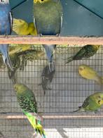 FELLE KLEUREN GRASPARKIETJES VANAF 15 EURO/KOPPEL, Dieren en Toebehoren, Vogels | Parkieten en Papegaaien, Meerdere dieren, Parkiet