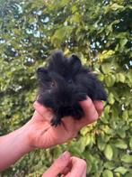 Schattige Peruviaanse cavia’s zoeken een nieuw thuis!, Juni, Cavia