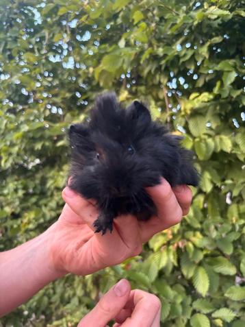  Schattige Peruviaanse cavia’s zoeken een nieuw thuis! 
 beschikbaar voor biedingen